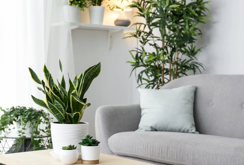 室內植物推薦 新手 室內植物推薦 新手