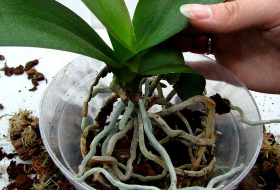 蘭花移植步驟 蘭花移植步驟