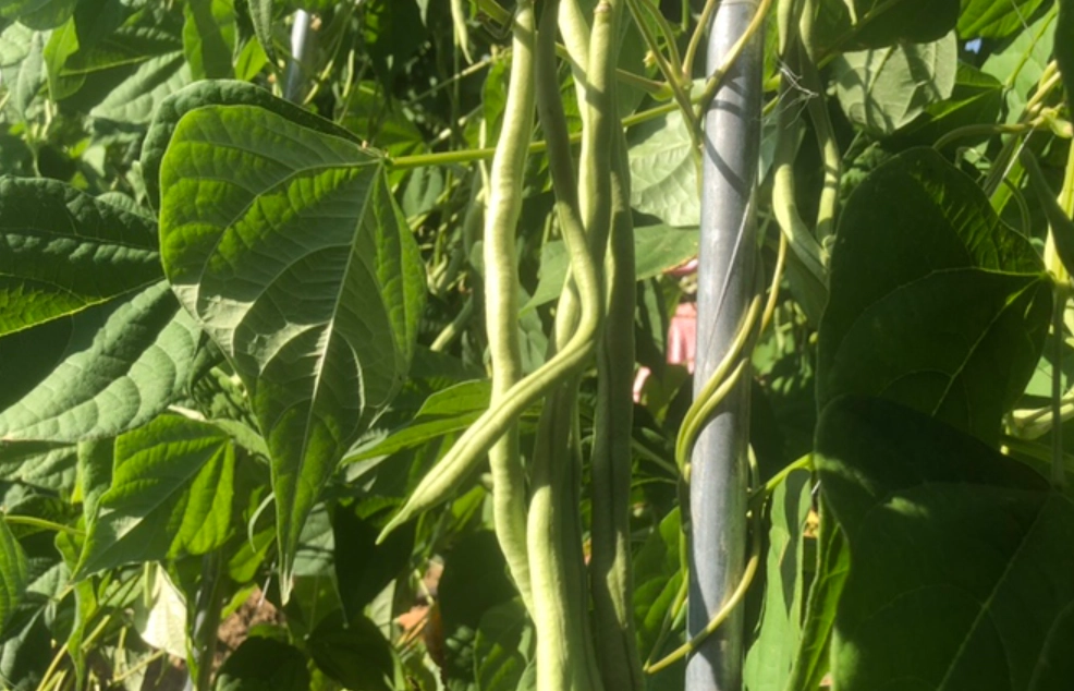 四季豆種植季節 四季豆種植季節