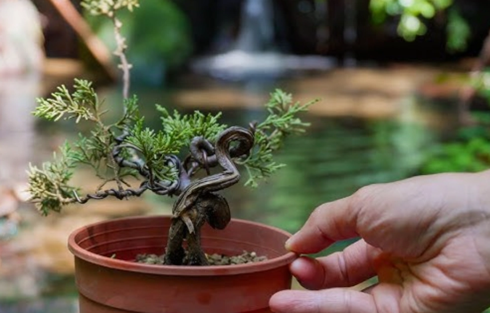 盆栽修剪技巧 盆栽修剪技巧