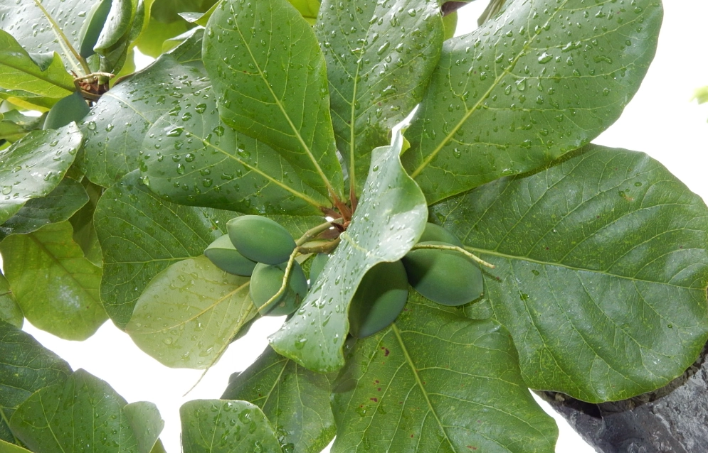 大葉欖仁修剪方法