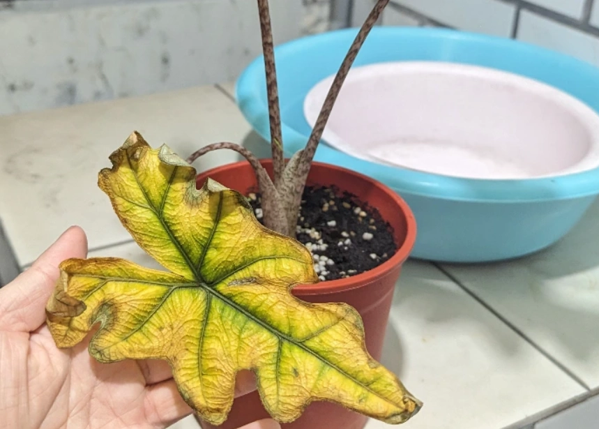 觀音蓮 葉子變黃 原因