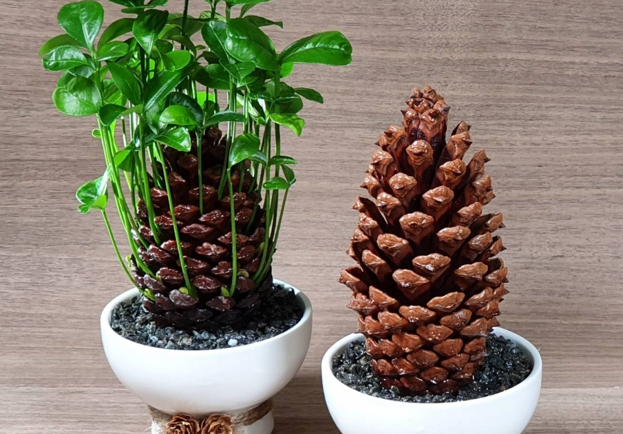 松果育苗 松果育苗