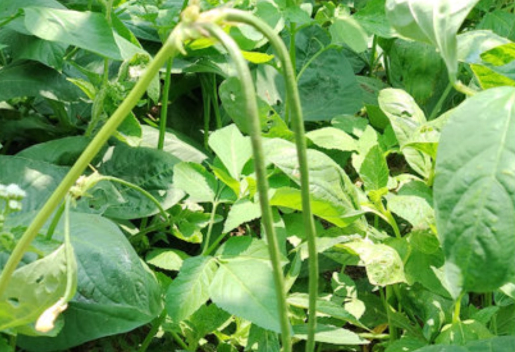 豆角種植時程 豆角種植時程