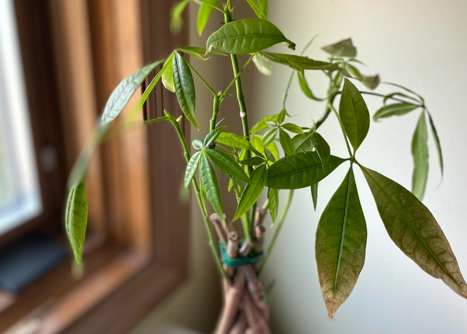 金錢樹多久澆一次水 金錢樹多久澆一次水