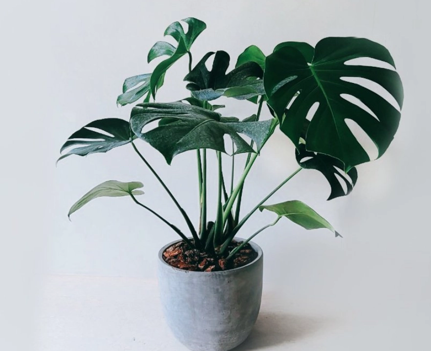 室內植物照顧 室內植物照顧