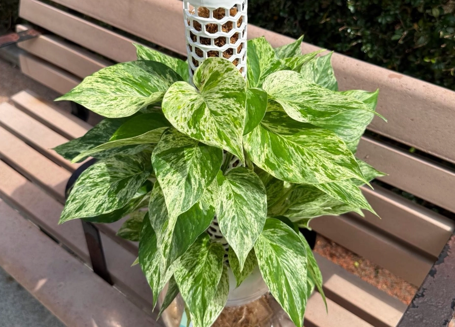 大理石皇后黃金葛水耕 大理石皇后黃金葛水耕