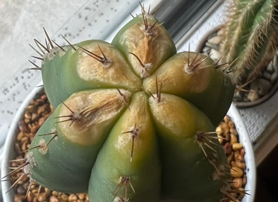 仙人掌曬傷處理