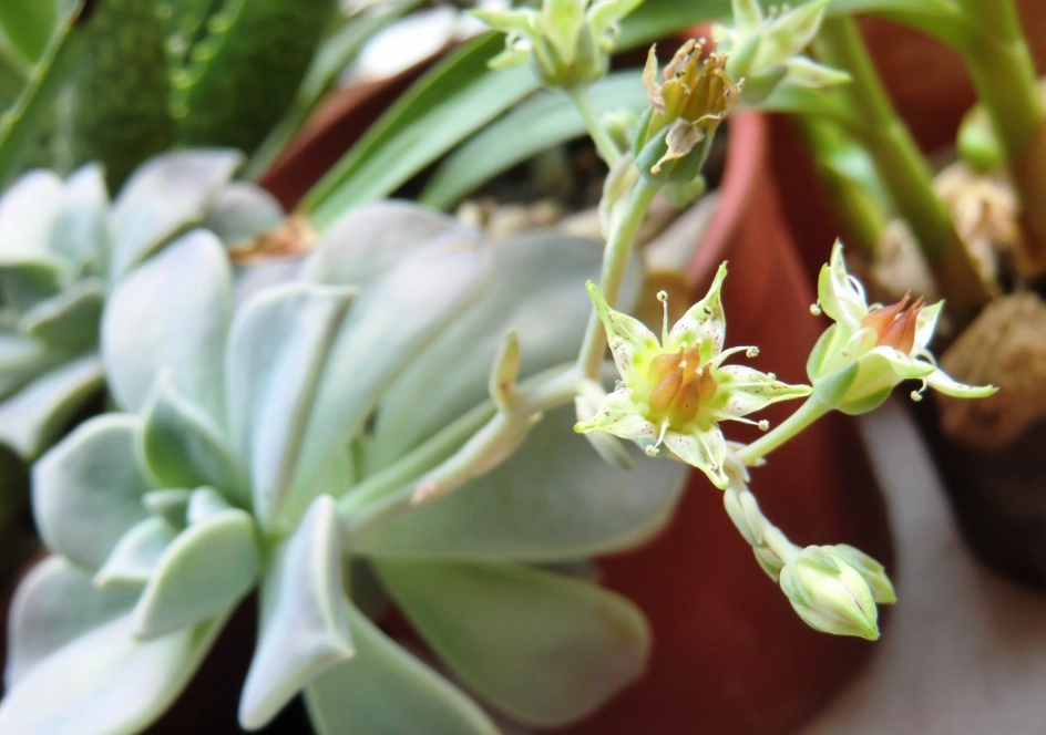 多肉植物開花