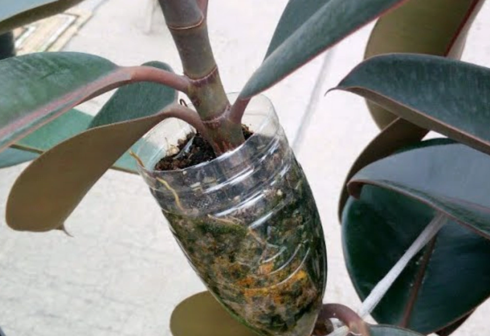 斑葉植物繁殖 斑葉植物繁殖