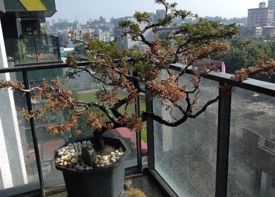 針柏樹枯黃原因