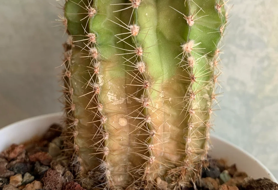 仙人掌枯萎 仙人掌枯萎