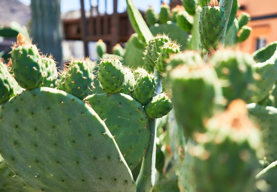 仙人掌萃取物用法