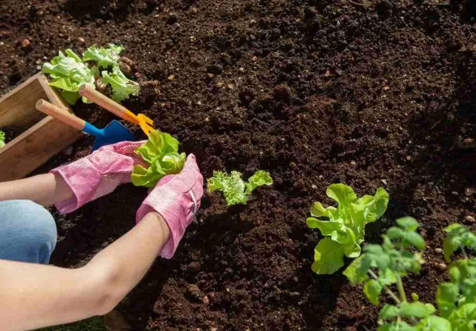 蔬菜種子怎麼種