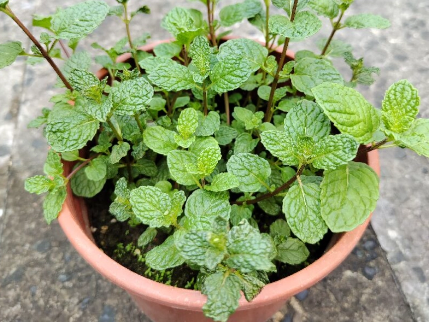 薄荷徒長 薄荷徒長