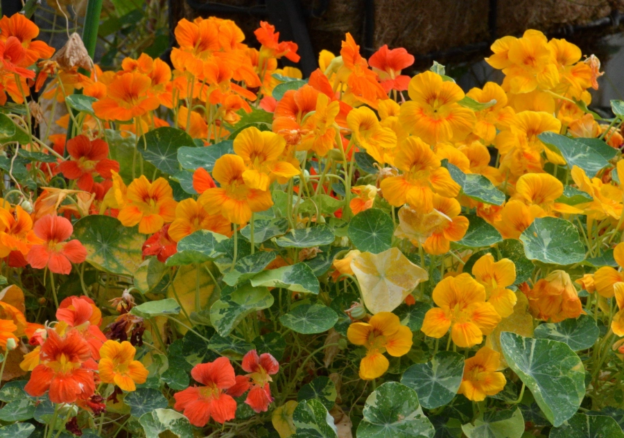 食用花入門 食用花入門