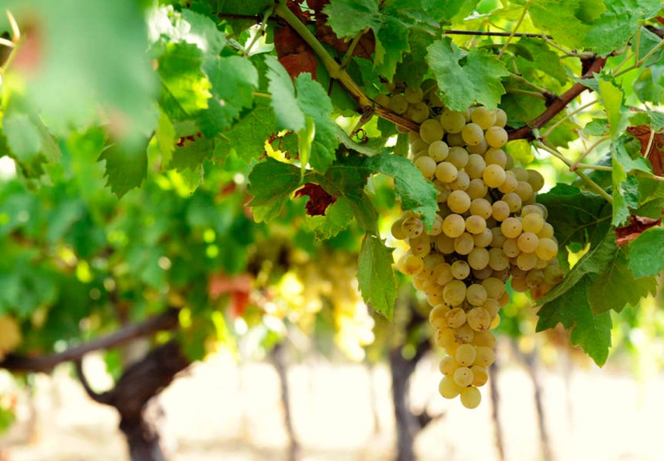 葡萄品種選擇
