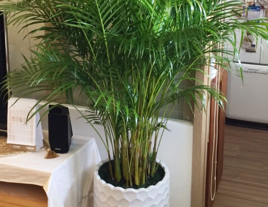 黄椰子修剪方法