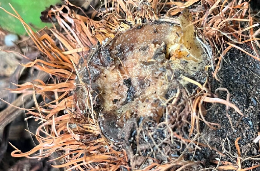 植物爛根急救 植物爛根急救