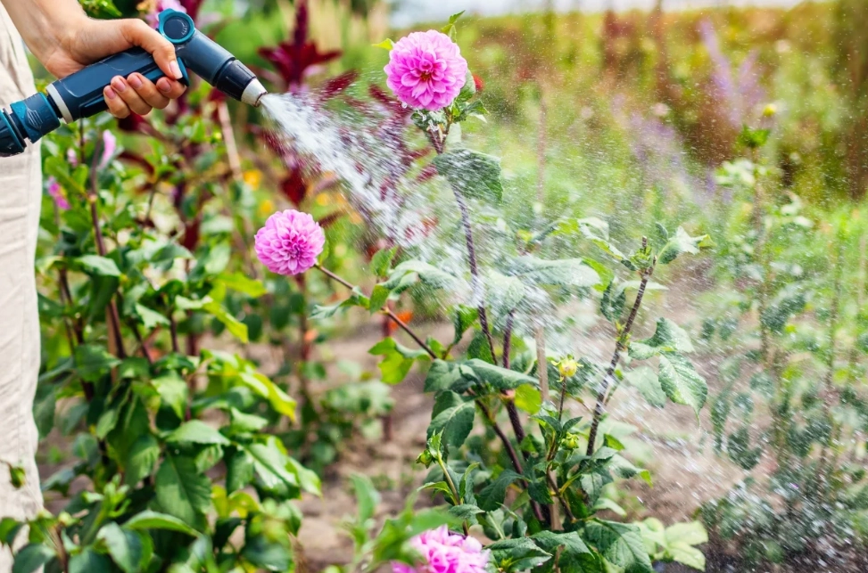 自來水澆花壞處