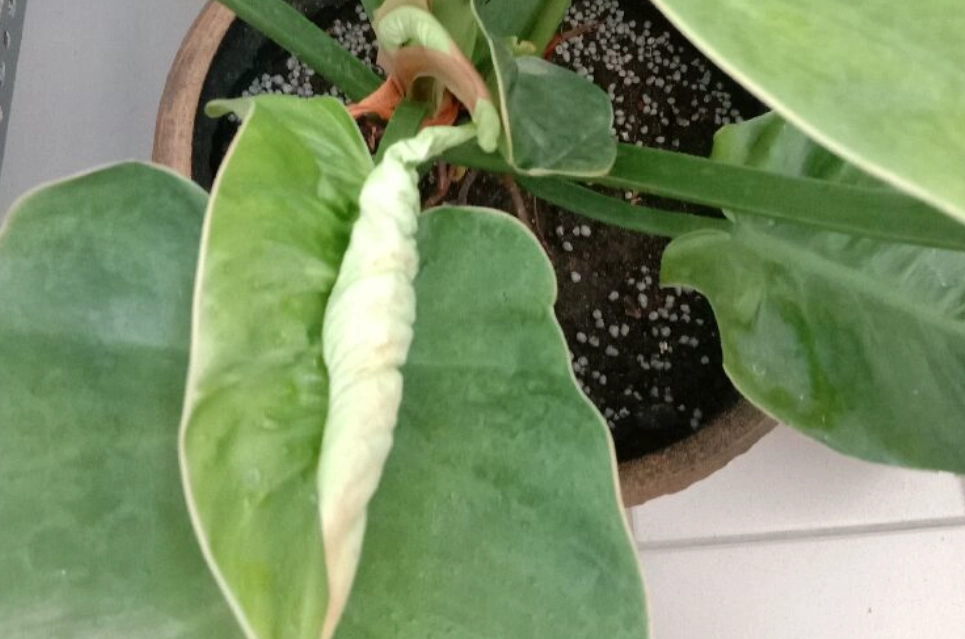 叶子卷起来原因