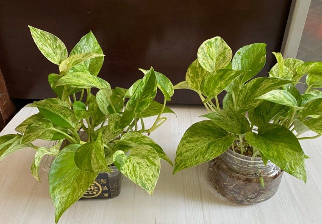 大理石皇后黃金葛照顧 大理石皇后黃金葛照顧