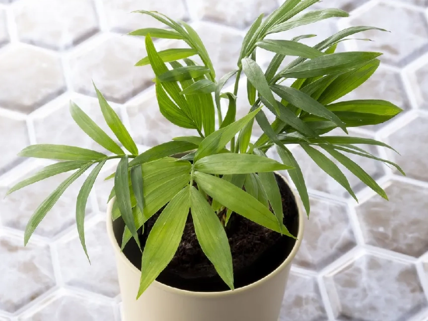 袖珍椰子 高度 控制