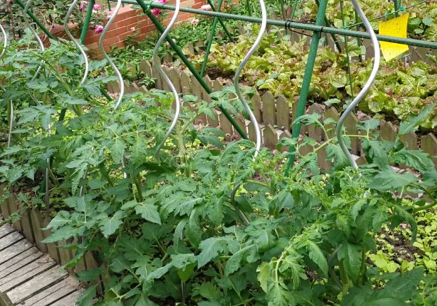 番茄種植 番茄種植