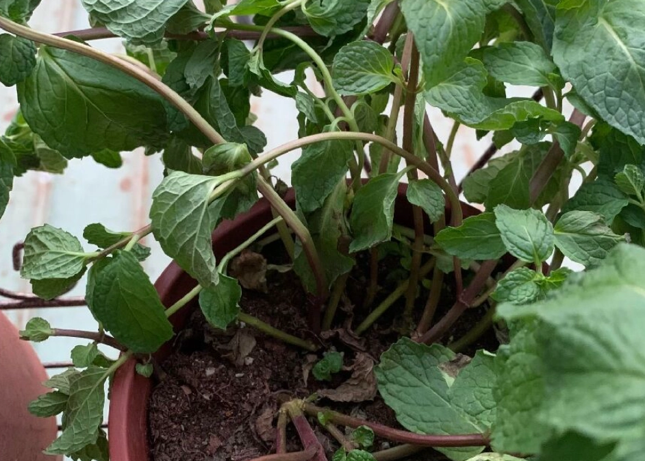 薄荷葉片發黃 薄荷葉片發黃