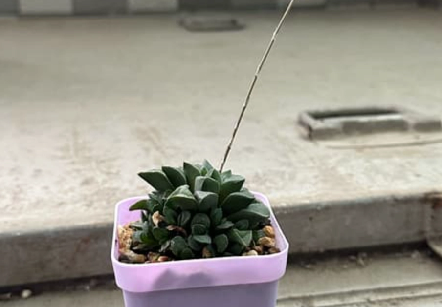 花劍處理 花劍處理