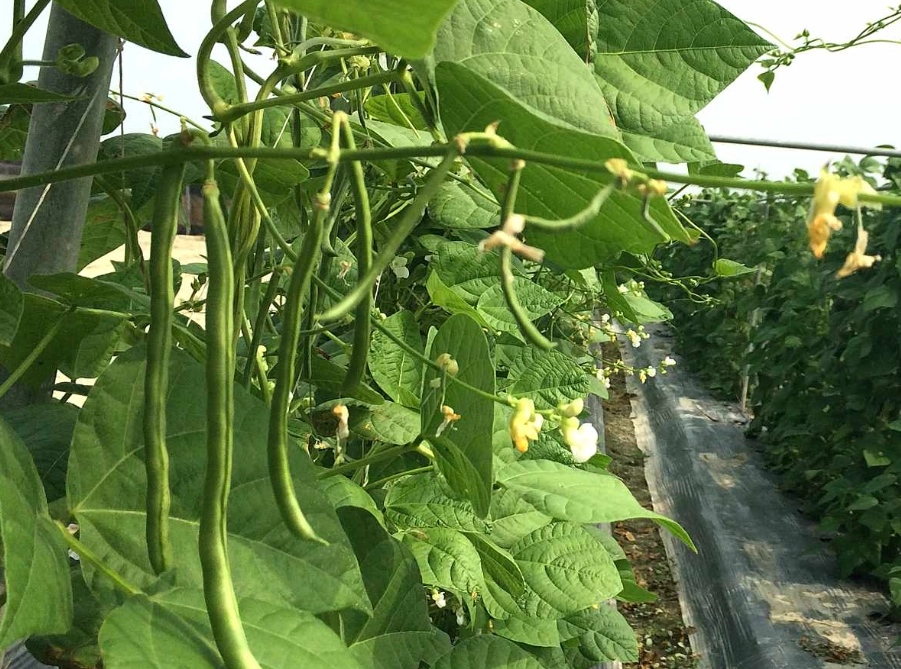 四季豆種植季節 四季豆種植季節