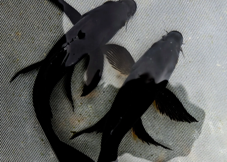 夢見大黑魚 夢見大黑魚