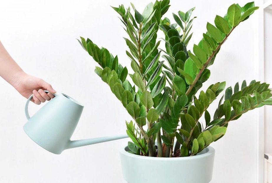 金錢樹澆水頻率 金錢樹澆水頻率