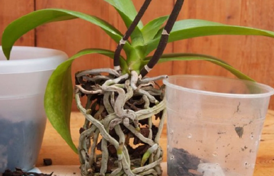 蘭花什麼時候移植 蘭花什麼時候移植