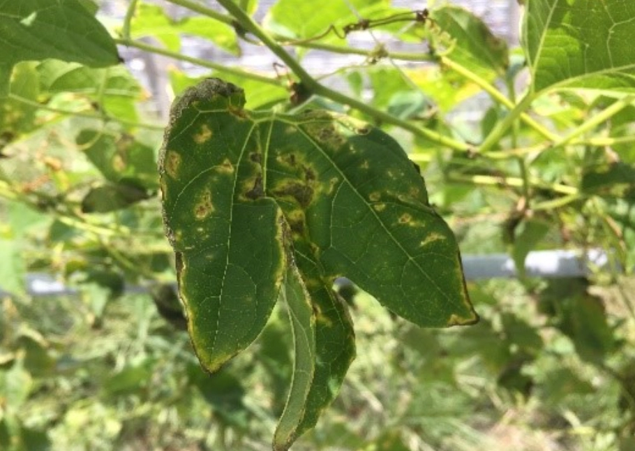 炭疽病 環境管理 炭疽病 環境管理