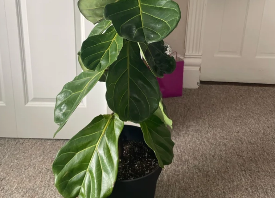 室內植物葉子下垂處理 室內植物葉子下垂處理