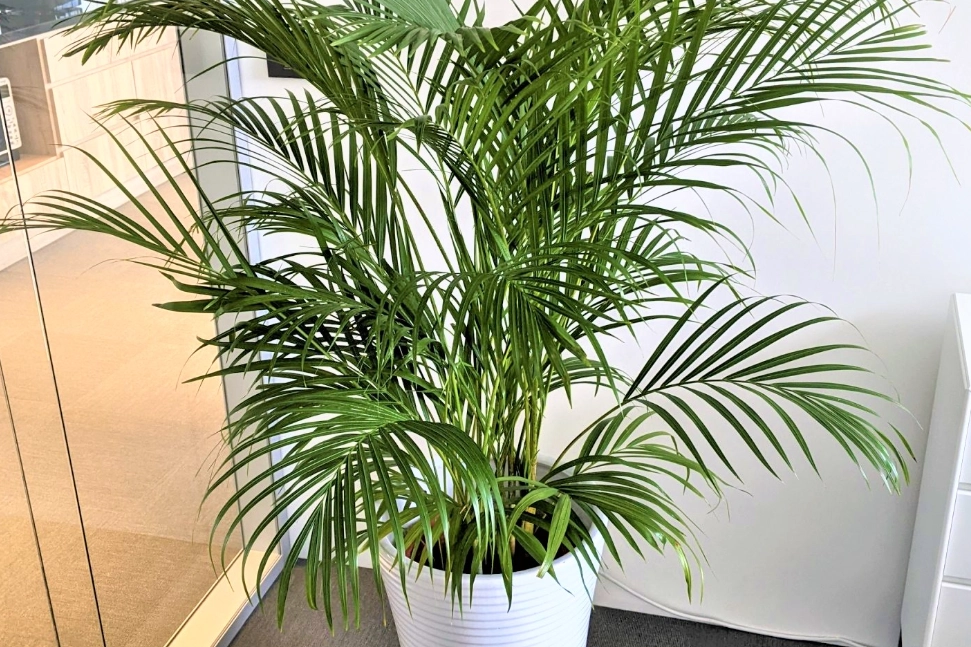 黃椰子修剪時機