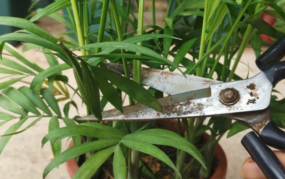 黃椰子修剪時機