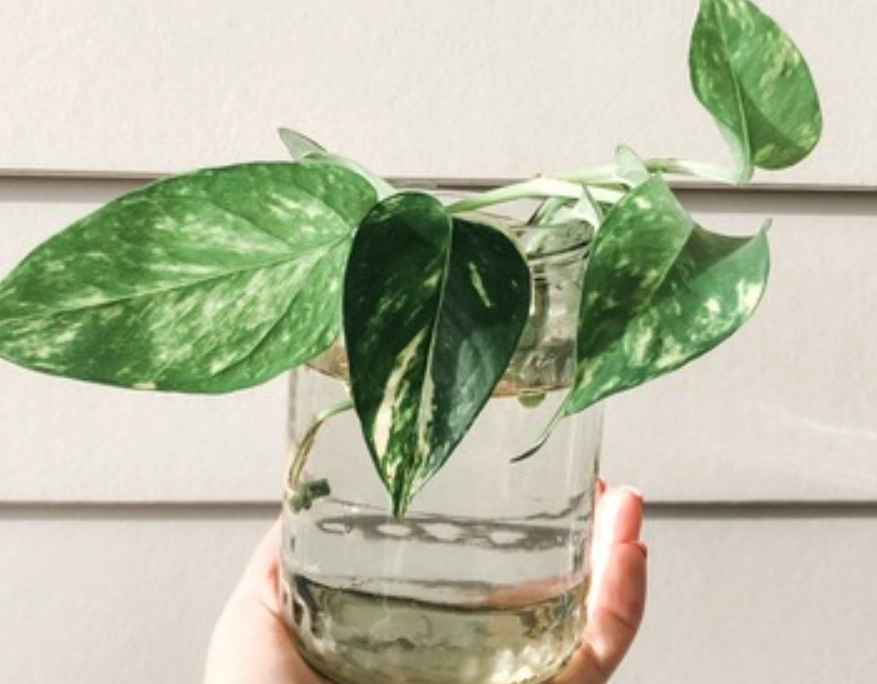 水耕植物推薦 水耕植物推薦