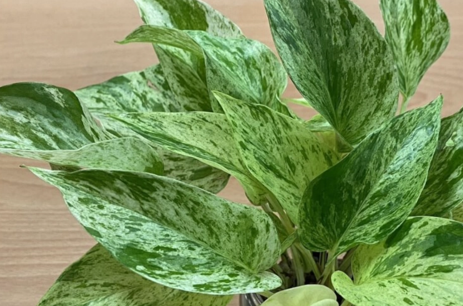 黃金葛汁液處理 黃金葛汁液處理