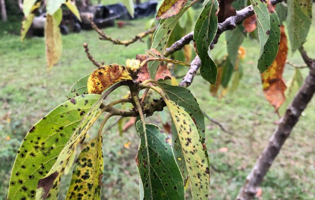 酪梨病蟲害用藥