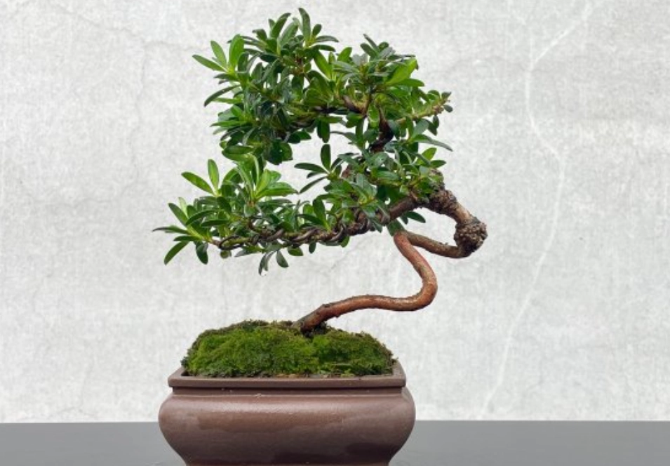 盆景造型技巧