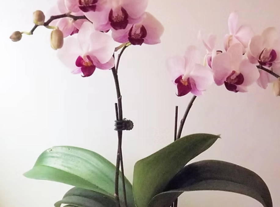 蝴蝶蘭特點