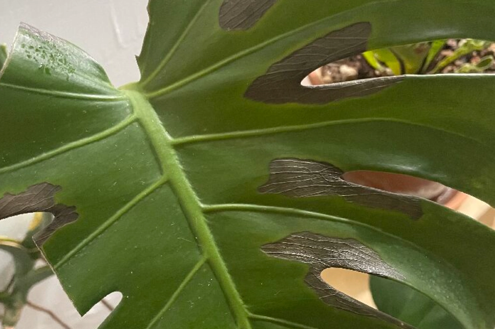 龜背芋葉子變黃 龜背芋葉子變黃