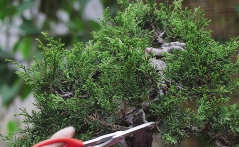 盆栽摘芽技巧 盆栽摘芽技巧