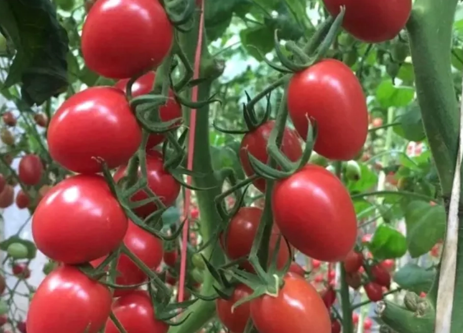 番茄品種 推薦