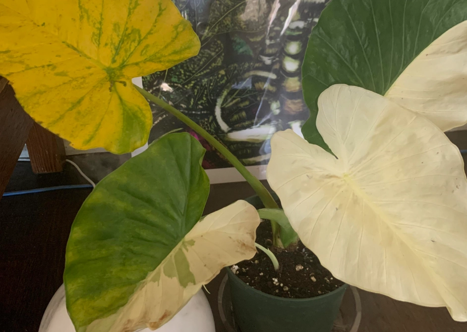 龜背芋葉子變白 龜背芋葉子變白