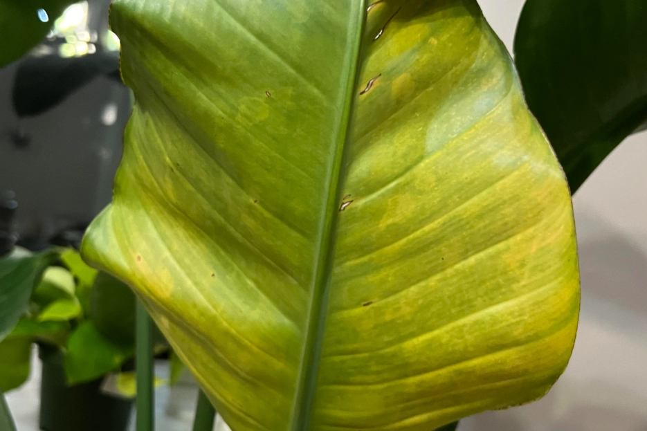 天堂鳥黃邊 養護