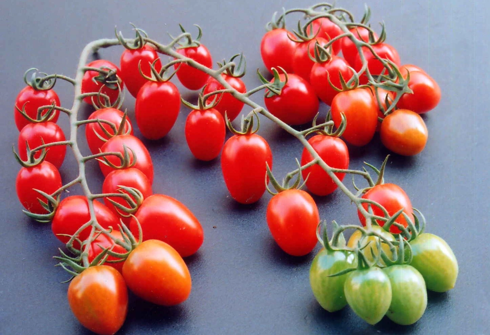 番茄品種 推薦