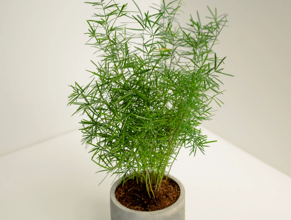 室內小盆栽 推薦 室內小盆栽 推薦